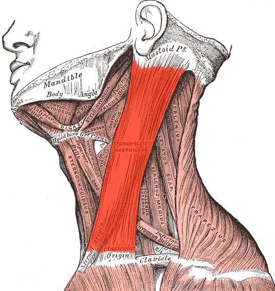 File:Sternocleidomastoid.jpg