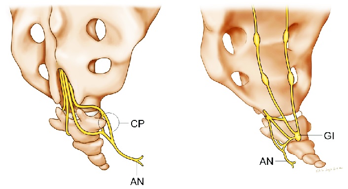 File:Annococcygeal nerve.jpg