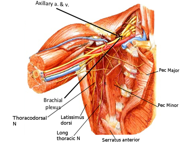 File:Anatomy of the axilla.jpg