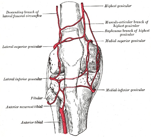 File:Patellar network anastomosis.jpg