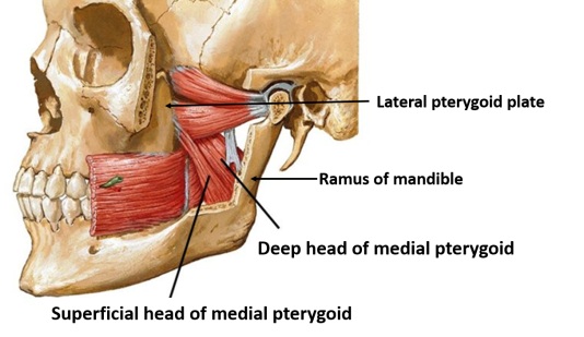 File:Chewing muscles.jpg