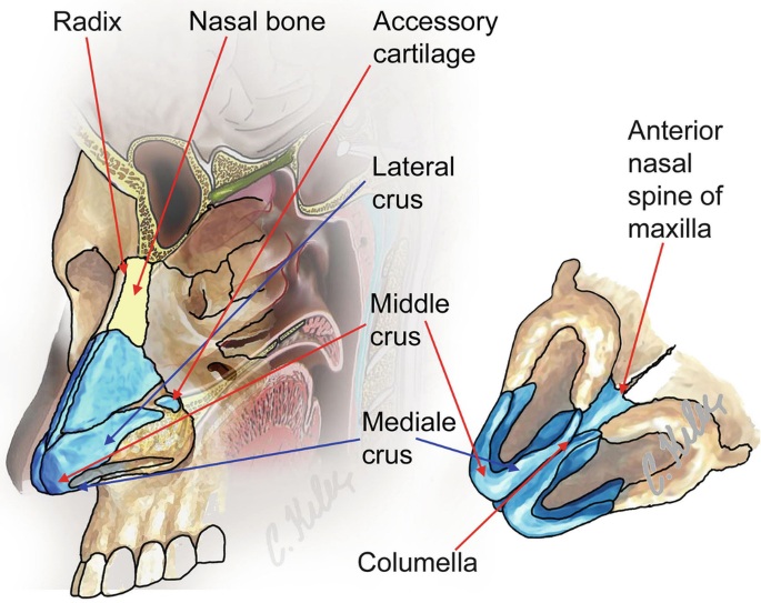 File:Internal external nose.jpg