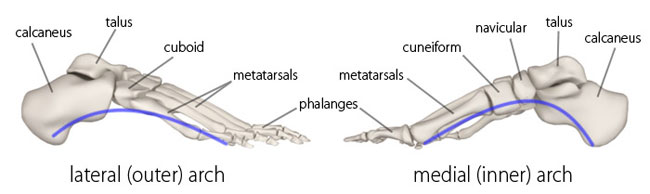 File:Medial and lateral longitudinal arches of the foot.jpg