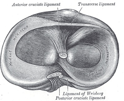 File:Transverse ligament of the knee.jpg