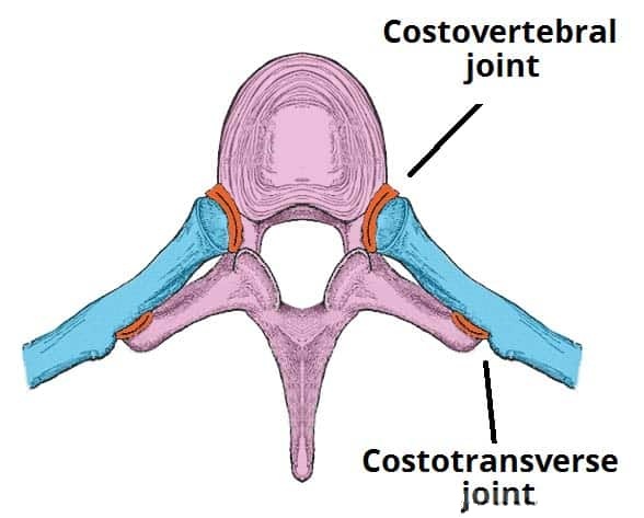 File:Costovertebral costotransverse Joint anatomy.jpg