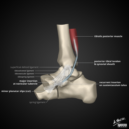 File:Illustration of tibialist posterior 2.jpg