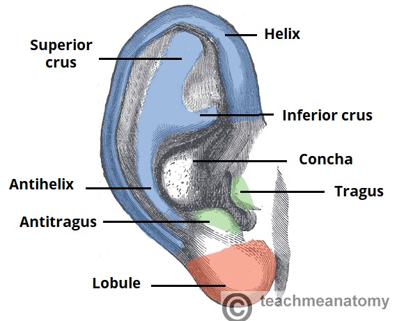 File:Anatomy of the external ear.jpg