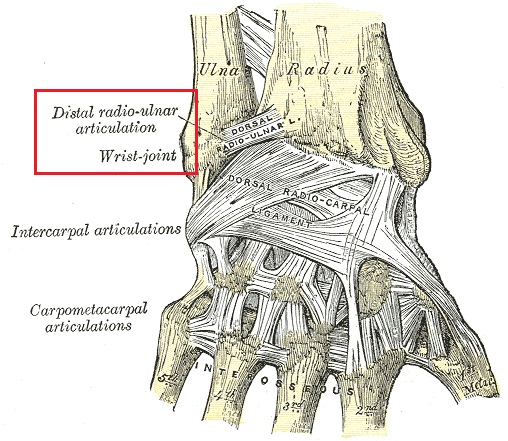 File:Dorsal radioulnar ligament.jpg