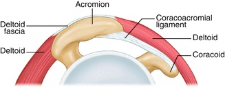 File:Anatomy of the coracoacromial arch.jpg
