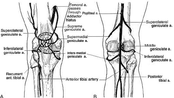 File:Patella vascular supply.jpg