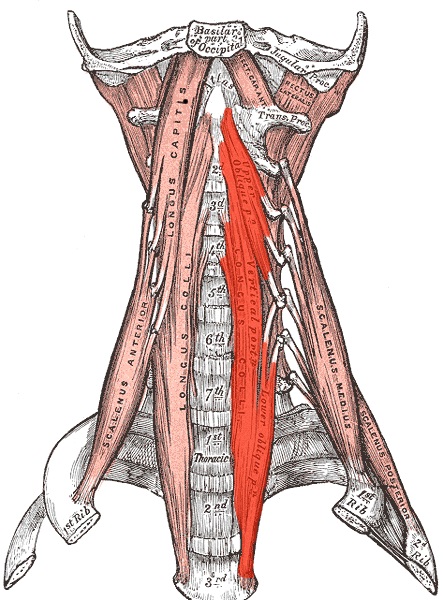 File:Longus colli.jpg