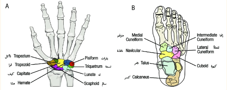 File:Illustration of the carpal and tarsal bones.jpg