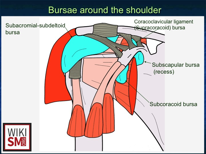 File:Bursae around the shoulder.jpeg