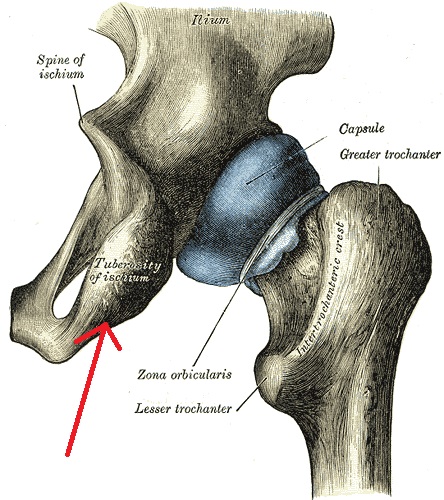 File:Ischial tuberosity.jpg