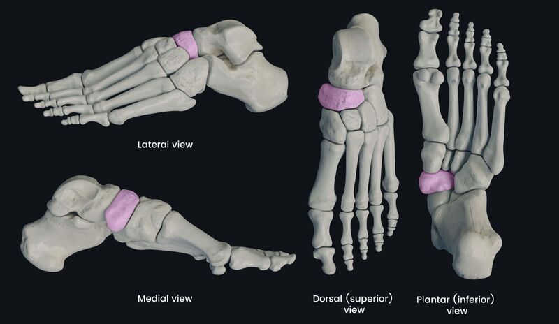File:Navicular anatomy.jpg