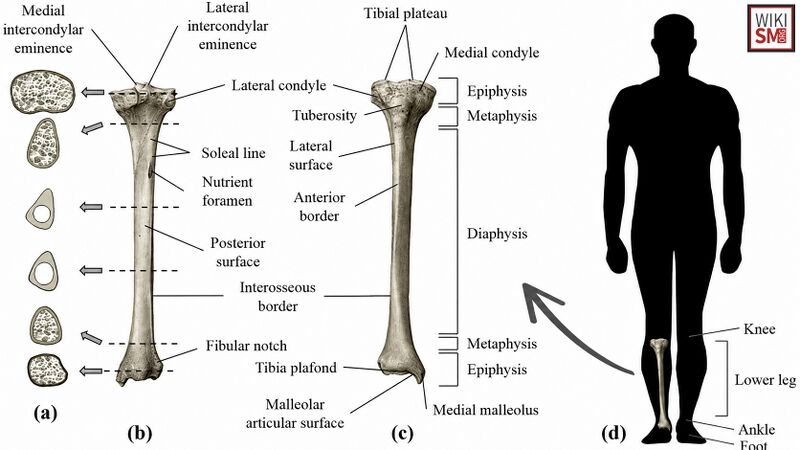 File:Tibia anatomy lower leg.jpeg