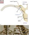 a Schematic drawing illustrating the right half of a thoracic vertebra (transverse section) resected at the level of the body, articulated with the rib in front of the costal angle: the costotransverse joint (CTJ), the costotransverse ligament (CT), the lateral costotransverse ligament and the radiate ligament are shown. b Dorsal view of the upper rib cage of a skeleton with the first CTJs (red arrows)[2]