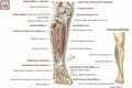 Common peroneal nerve and branches[4]
