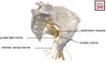 Anatomical pathways of the left pelvic pudendal nerve and sciatic nerve, along with their relationship to the piriformis muscle[2]