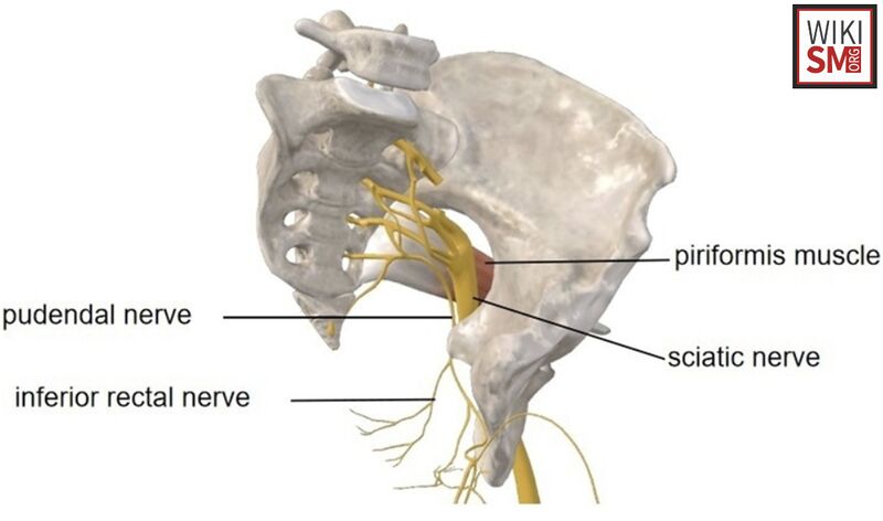 File:Sciatic nerve pudendal nerve.jpeg