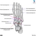 Joints of the foot[1]