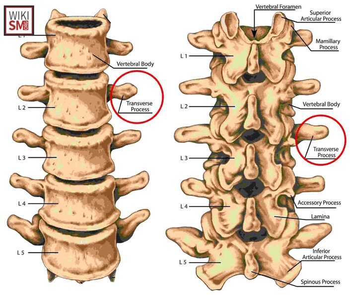 File:Transverse process anatomy.jpeg