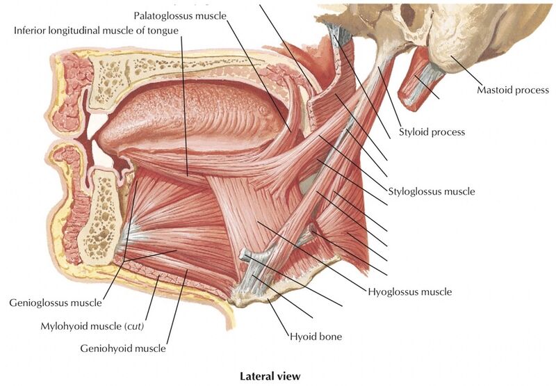 File:Tongue muscles.jpg