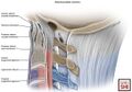 Illustration of a lateral view of the upper cervical spine depicts the three-column model with the PLL in red[1]
