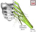 Sciatic nerve originating from the lumbosacral plexus. The posterior femoral cutaneous nerve and sciatic nerve are highlighted whereas other nerves are hidden