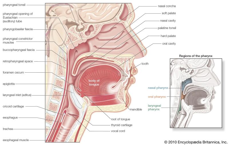 File:Pharynx.jpg