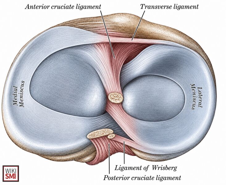File:Transverse ligament knee anatomy.jpeg