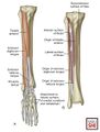 Anterior compartment of the leg