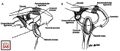 Superior shoulder suspensory complex according to Goss[2]