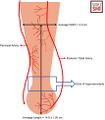 Achilles tendon vascular supply[1]