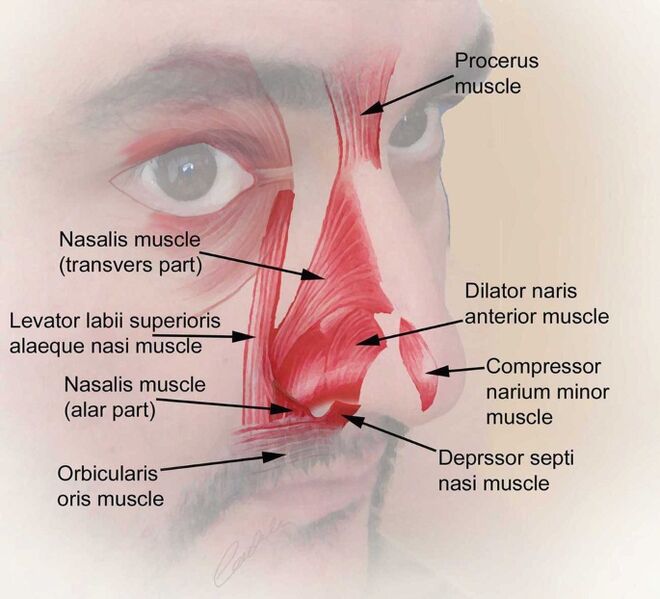 File:Muscles of the nose.jpg