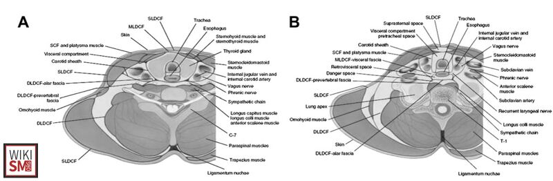 File:Thoracic inlet diagram.jpeg