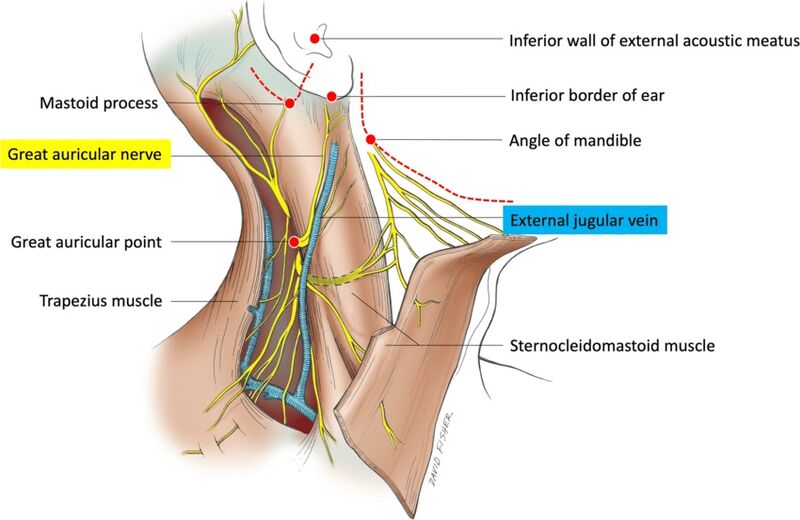 File:Greater auricular nerve.jpg