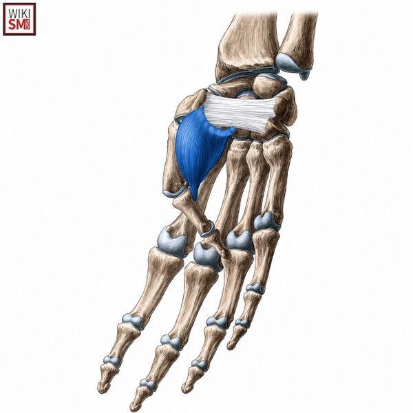 File:Flexor pollicis brevis.jpeg