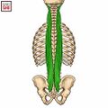 Longissimus muscle