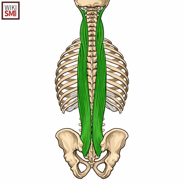 File:Longissimus muscle anatomy.jpeg