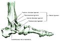 The branches of the deltoid ligament of the ankle, including the posterior tibiotalar ligament[2]