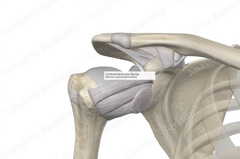 File:Coracoclavicular Bursa.jpg