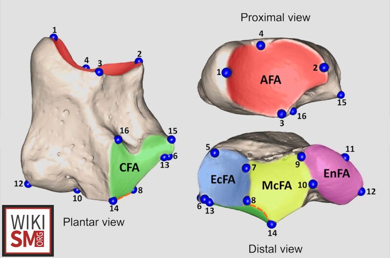 File:Navicular anatomy landmarks.jpeg