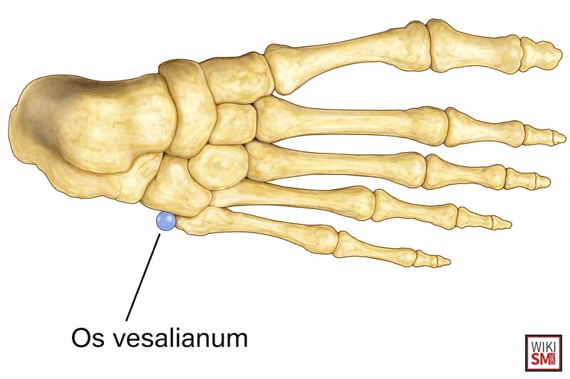 File:Os Vesalianum anatomy.jpeg