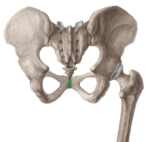 Pubic Symphysis Injection - WikiSM (Sports Medicine Wiki)