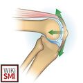Patellofemoral joint anatomy