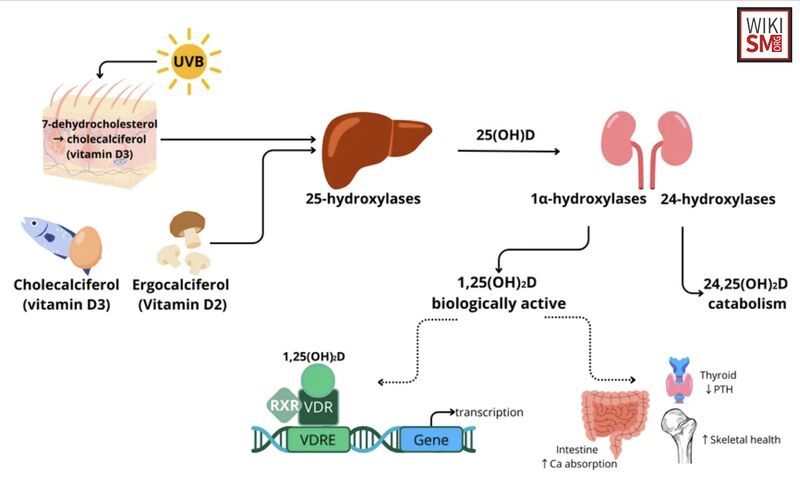 File:Vitamin D metabolism.jpeg