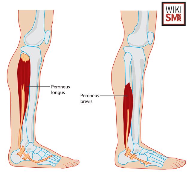 File:Peroneus brevis longus.jpeg