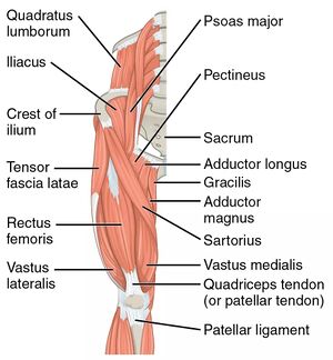 Thigh Anatomy - WikiSM (Sports Medicine Wiki)