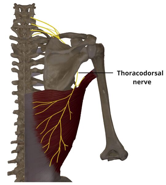 File:Thoracodorsal nerve.jpg